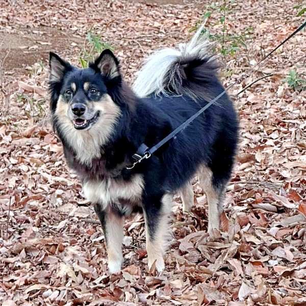 優しげな表情が愛らしいモコちゃん（画像提供：kaguramama_makiさん）