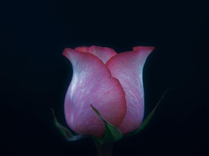 毎月旅立つワタシの卵子。結婚して子供を産む将来は、想像できなくていい