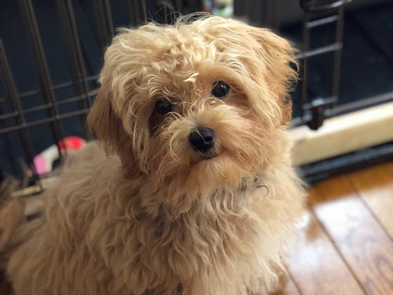 マルチーズっぽさもプードルっぽさも両方あわせ持つ顔立ち（飼い主さん提供）