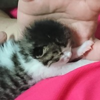 保護されたころのルンルンくんとお父さん。お父さんの手の平にすっぽり収まる大きさでした