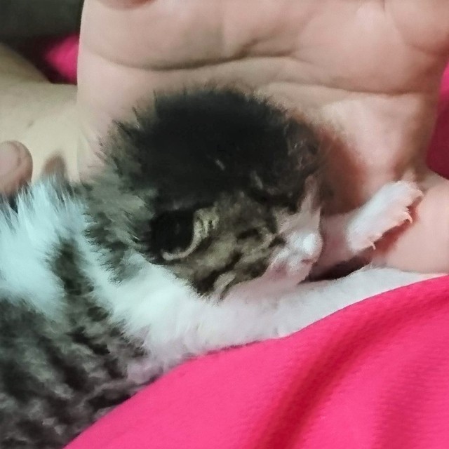 保護されたころのルンルンくんとお父さん。お父さんの手の平にすっぽり収まる大きさでした