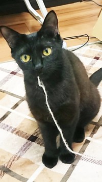 2020年保護。1歳のころはまだ小柄だったクロちゃん（画像提供：ぺぺ太さん）