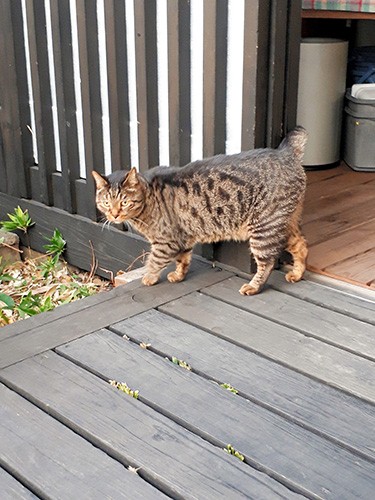 散歩するロク＝7日、宮崎市