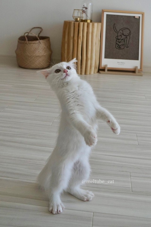 運動神経抜群のマオちゃん＝めるちょとまおまおさん（@meltube_cat）提供