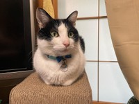 お手手ないない。なつちゃん＝hachiware_natsuさん提供