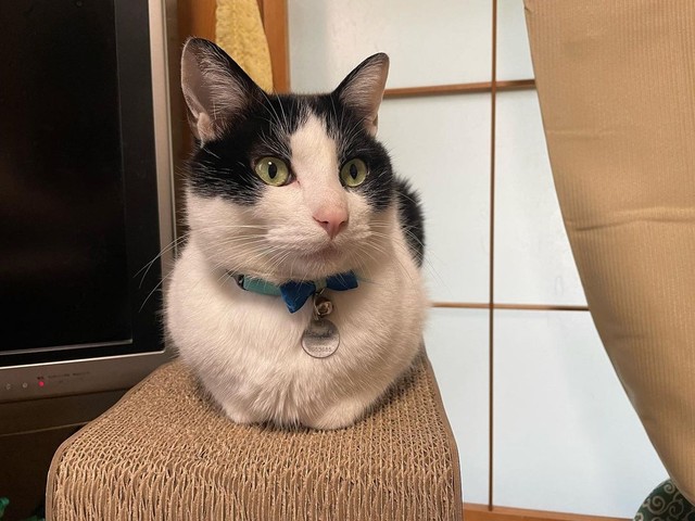 お手手ないない。なつちゃん＝hachiware_natsuさん提供