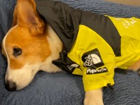 レインコート姿のコギ男。上目遣いがいいですね（提供画像）