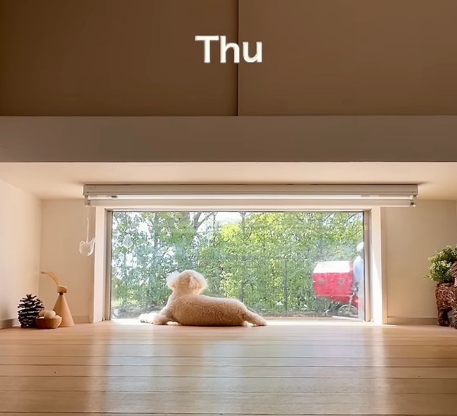 木曜日は、なぜかスルーのアルセーヌくん（提供：@vngomanori503さん）
