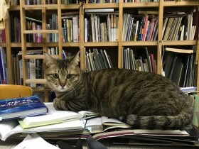 猫の適切な飼い方を考える　室内飼育が推奨される理由とは