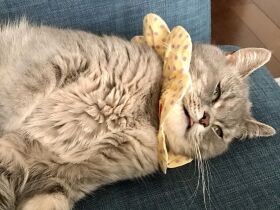 目を開けたままスヤスヤ眠る猫　もっと遊びたい猫も〈sippoおもしろ写真〉