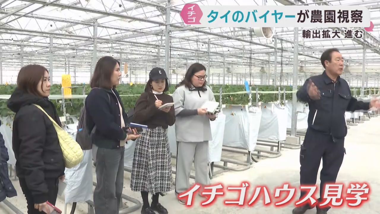 宮城県産イチゴの輸出が拡大　タイのバイヤーがイチゴ農家を視察