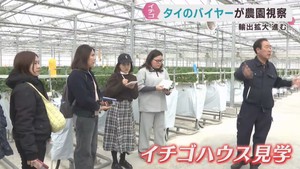 宮城県産イチゴの輸出が拡大　タイのバイヤーがイチゴ農家を視察