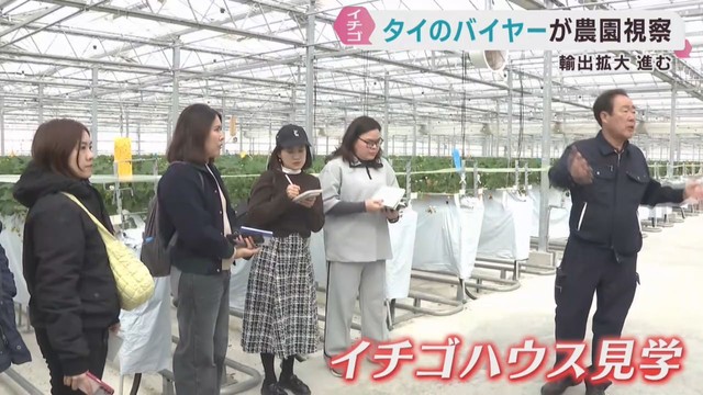 宮城県産イチゴの輸出が拡大　タイのバイヤーがイチゴ農家を視察