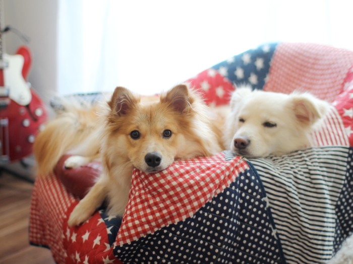 この一人がけのソファも同じく破壊されてカバーで隠す