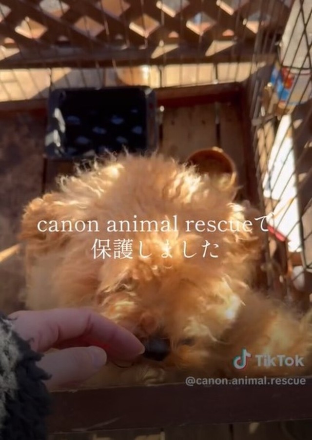 保護当時の様子。「噛むからいらない」と捨てられるはずだった／カノンアニマルレスキューさん（@canon.animal.rescue）提供