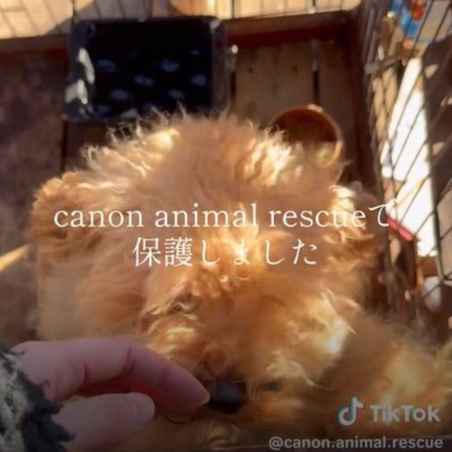 保護当時の様子。「噛むからいらない」と捨てられるはずだった／カノンアニマルレスキューさん（@canon.animal.rescue）提供