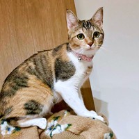 飼い主さんの肩にのったテトちゃん。夜中に見せた行動が話題に（画像提供：_hinappyさん）