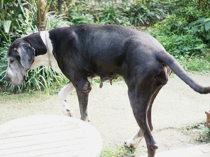 静岡まで迎えにいったグレートデーンの「すー」（メス、８歳）