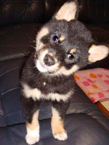 家にきたころの「コロン」