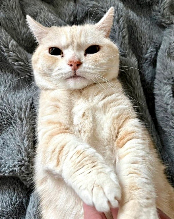 仰向けになってくつろぐさくらちゃん（画像提供：さくらとかえでさん）