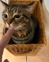 小顔で童顔のまろくんは、6歳になる元野良猫の男の子（画像提供：宗方脩さん）