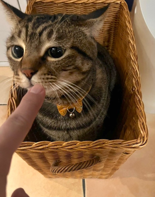 小顔で童顔のまろくんは、6歳になる元野良猫の男の子（画像提供：宗方脩さん）