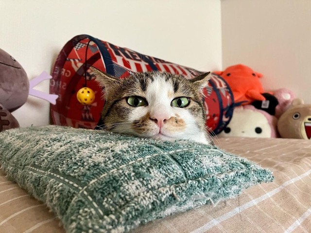 スンッ！＝mozuku_1020さん提供