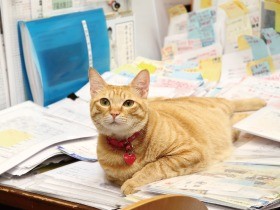 不動産屋さんの“営業部長”　商売繁盛ニャニャニャニャ