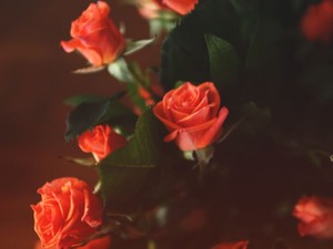 容姿の「呪い」を手懐ける方法、それはお互いに傾聴し合うこと