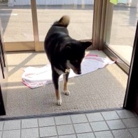 「敷居」を凝視するはるくん。何年か前、ここを踏んだ際にビリッと静電気が来たそうです（動画からキャプチャー／提供：黒柴はるママさん @51316Mika）
