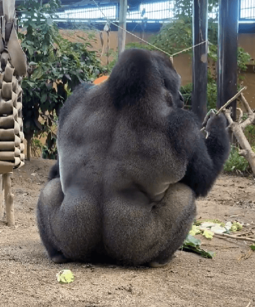 ゲンタロウの美しすぎる背中