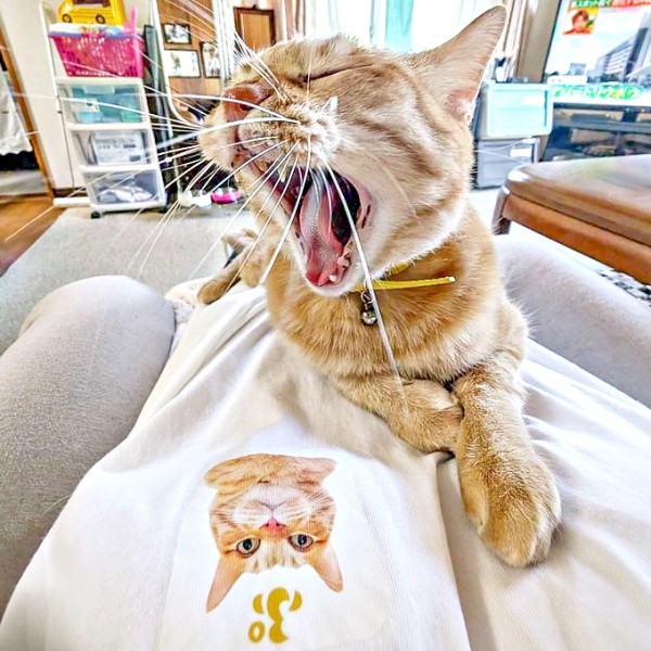 飼い主さんのお腹の上でまったり中。あくびをするぷりんちゃん（画像提供：ぷりんちゃん𝕏さん）