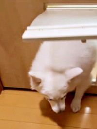 ようやく通り抜けたスノちゃん（画像提供：いのさん）