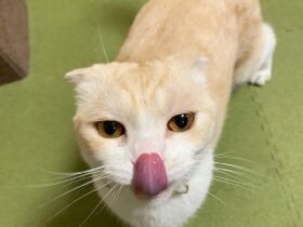 納豆好きのスコティッシュフォールド「きなこ」　ぺろりと食べておくちネバネバ