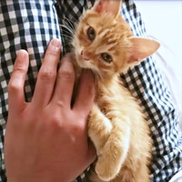 保護後、ようやくご飯に口をつけたミックくん（画像提供：ミックという猫さん）