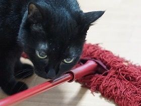 掃除業者を頼んだら、エアコンから猫の毛　業者さんくしゃみ連発