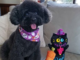 トリミングしてもらって、すっきりした～　トイプー「竜馬」