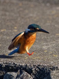 まるで走っているかのようなカワセミ／しうぽーにゅさん（@kazantotaki）提供