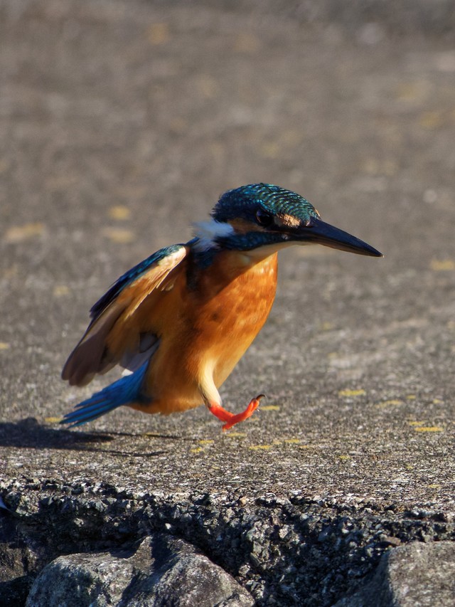 まるで走っているかのようなカワセミ／しうぽーにゅさん（@kazantotaki）提供
