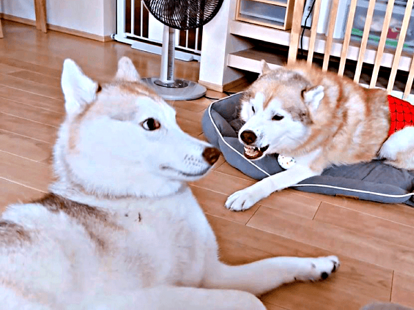 ナイトくんに怒られて「壁画顔」になるアイリスちゃん（画像提供：アイリス＆ナイト父娘さん）