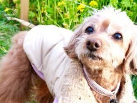 愛犬ぷりぷりとの出会い（２）　怒涛の日々の始まり