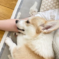 飼い主さんの腕枕が大好きなあんずちゃん（画像提供：ばなななさん）