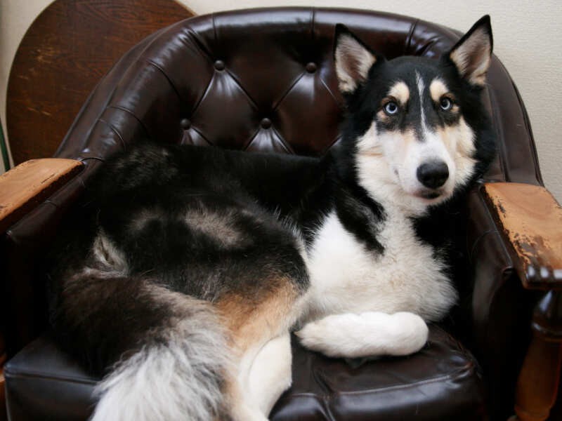 窮屈そうなソファにうまく収まっていた