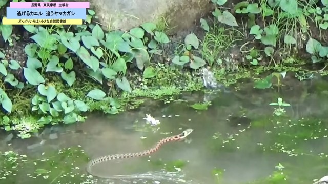 水飛沫をあげて逃げるカエルと追うヤマカガシ／どんぐりいろは／小さな自然図書館さん（@donguriiroha）提供