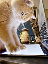 ムギちゃんにツッコミを入れられた肉太郎くん。最終的にこの状態で動画を見ることに（左から））ムギちゃん、肉太郎くん（画像提供：肉太郎