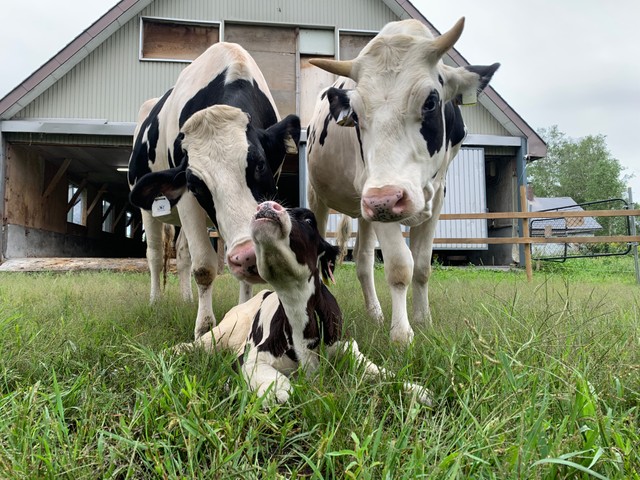 家畜として適さなかった3頭はここで幸せに暮らしている