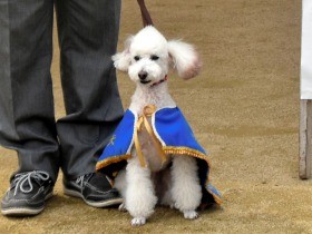 甘えん坊トイプー「マル」、警察犬に　バツグンの嗅覚