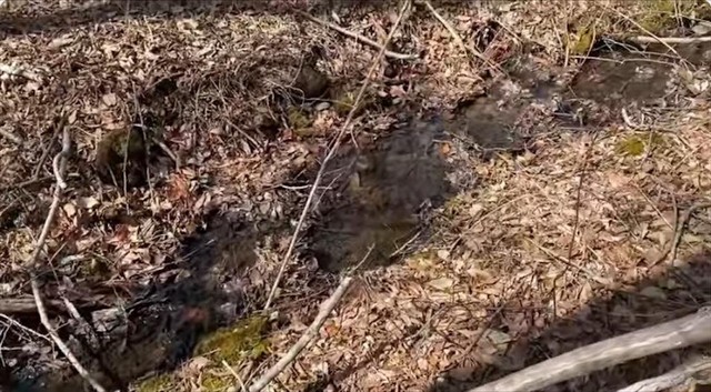 敷地から50mには池が出現し、その水は小川となり流れ下っていました（YouTubeチャンネル「よつめもん。50万円の別荘買った」より）