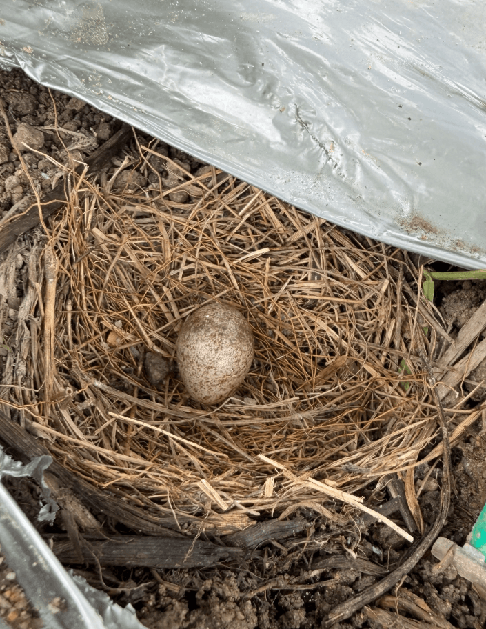 生まれなかった卵は、花壇に埋められたそう。最後まで見守られた。（amyu farmさん提供）