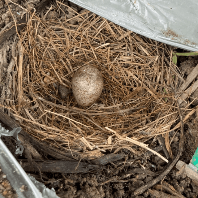 生まれなかった卵は、花壇に埋められたそう。最後まで見守られた。（amyu farmさん提供）